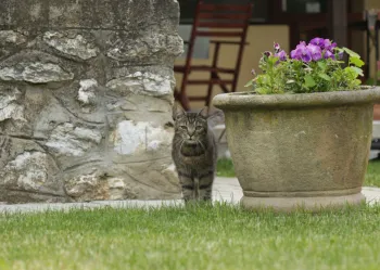 Kisállatbarát szállás - Fónagy Apartmanok és Grill Műhely